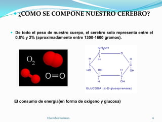 ¿COMO SE COMPONE NUESTRO CEREBRO?De todo el peso de nuestro cuerpo, el cerebro solo representa entre el 0,8% y 2% (aproximadamente entre 1300-1600 gramos).El consumo de energía(en forma de oxígeno y glucosa) 6El cerebro humano.