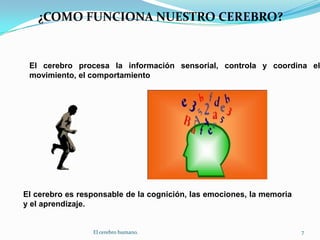¿COMO FUNCIONA NUESTRO CEREBRO?El cerebro procesa la información sensorial, controla y coordina el movimiento, el comportamientoEl cerebro es responsable de la cognición, las emociones, la memoria y el aprendizaje.7El cerebro humano.
