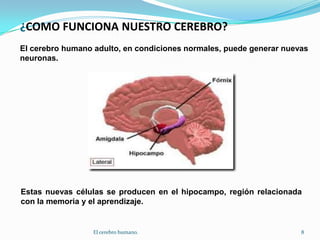 ¿COMO FUNCIONA NUESTRO CEREBRO?El cerebro humano adulto, en condiciones normales, puede generar nuevas neuronas.Estas nuevas células se producen en el hipocampo, región relacionada con la memoria y el aprendizaje.8El cerebro humano.