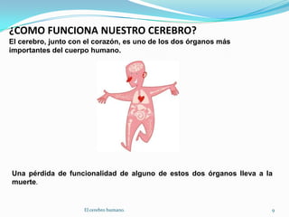 ¿COMO FUNCIONA NUESTRO CEREBRO?El cerebro, junto con el corazón, es uno de los dos órganos más importantes del cuerpo humano.Una pérdida de funcionalidad de alguno de estos dos órganos lleva a la muerte.9El cerebro humano.