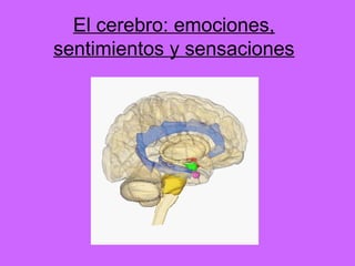 El cerebro: emociones,
sentimientos y sensaciones
 