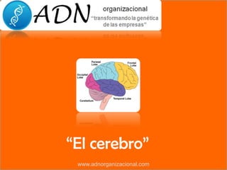 “El cerebro” www.adnorganizacional.com 