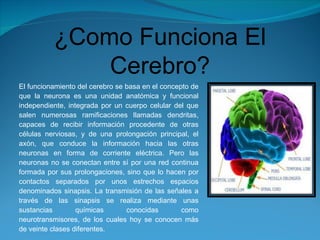 El funcionamiento del cerebro se basa en el concepto de que la neurona es una unidad anatómica y funcional independiente, integrada por un cuerpo celular del que salen numerosas ramificaciones llamadas dendritas, capaces de recibir información procedente de otras células nerviosas, y de una prolongación principal, el axón, que conduce la información hacia las otras neuronas en forma de corriente eléctrica. Pero las neuronas no se conectan entre sí por una red continua formada por sus prolongaciones, sino que lo hacen por contactos separados por unos estrechos espacios denominados sinapsis. La transmisión de las señales a través de las sinapsis se realiza mediante unas sustancias químicas conocidas como neurotransmisores, de los cuales hoy se conocen más de veinte clases diferentes. ¿Como Funciona El Cerebro? 