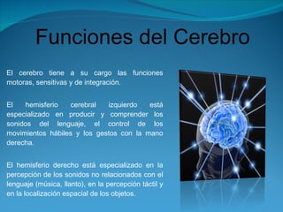 El cerebro tiene a su cargo las funciones motoras, sensitivas y de integración.  El hemisferio cerebral izquierdo está especializado en producir y comprender los sonidos del lenguaje, el control de los movimientos hábiles y los gestos con la mano derecha. El hemisferio derecho está especializado en la percepción de los sonidos no relacionados con el lenguaje (música, llanto), en la percepción táctil y en la localización espacial de los objetos. Funciones del Cerebro 