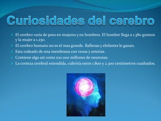 El cerebro varía de peso en mujeres y en hombres. El hombre llega a 1.380 gramos y la mujer a 1.250. El cerebro humano no es el mas grande. Ballenas y elefantes le ganan. Esta rodeado de una membrana con venas y arterias. Contiene algo así como 100.000 millones de neuronas. La corteza cerebral extendida, cubriría entre 1.800 y 2.300 centímetros cuadrados. 