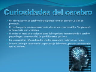 Un niño nace con un cerebro de 380 gramos y con un peso de 3.5 kilos en promedio. El cerebro puede acostumbrarse hasta a los aromas mas horribles. Simplemente se desconecta y no se sienten. Si envías un mensaje a cualquier parte del organismo humano desde el cerebro, puede llegar a una velocidad de 360 kilómetros por hora. En 1935 nació un niño en Estados Unidos sin cerebro y sobrevivió 27 días. Se suele decir que usamos solo un porcentaje del cerebro, pero está demostrado que no es cierto. 