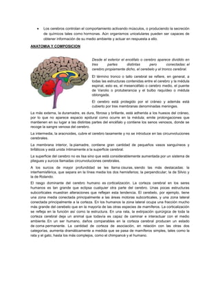 Los cerebros controlan el comportamiento activando músculos, o produciendo la secreción
        de químicos tales como hormonas. Aún organismos unicelulares pueden ser capaces de
        obtener información de su medio ambiente y actuar en respuesta a ello.

ANATOMIA Y COMPOSICION


                                      Desde el exterior el encéfalo o cerebro aparece dividido en
                                      tres     partes       distintas    pero        conectadas: el
                                      cerebro propiamente dicho, el cerebelo y el tronco cerebral.

                                      El término tronco o tallo cerebral se refiere, en general, a
                                      todas las estructuras contenidas entre el cerebro y la médula
                                      espinal, esto es, el mesencéfalo o cerebro medio, el puente
                                      de Varolio o protuberancia y el bulbo raquídeo o médula
                                      oblongada.
                                      El cerebro está protegido por el cráneo y además está
                                      cubierto por tres membranas denominadas meninges.
La más externa, la duramadre, es dura, fibrosa y brillante, está adherida a los huesos del cráneo,
por lo que no aparece espacio epidural como ocurre en la médula; emite prolongaciones que
mantienen en su lugar a las distintas partes del encéfalo y contiene los senos venosos, donde se
recoge la sangre venosa del cerebro.
La intermedia, la aracnoides, cubre el cerebro laxamente y no se introduce en las circunvoluciones
cerebrales.
La membrana interior, la piamadre, contiene gran cantidad de pequeños vasos sanguíneos y
linfáticos y está unida íntimamente a la superficie cerebral.
La superficie del cerebro no es lisa sino que está considerablemente aumentada por un sistema de
pliegues y surcos llamadas circunvoluciones cerebrales.
A los surcos de mayor profundidad se les llama cisuras, siendo las más destacadas: la
interhemisférica, que separa en la línea media los dos hemisferios; la perpendicular; la de Silvio y
la de Rolando.
El rasgo dominante del cerebro humano es corticalización. La corteza cerebral en los seres
humanos es tan grande que eclipsa cualquier otra parte del cerebro. Unas pocas estructuras
subcorticales muestran alteraciones que reflejan esta tendencia. El cerebelo, por ejemplo, tiene
una zona media conectada principalmente a las áreas motoras subcorticales, y una zona lateral
conectada principalmente a la corteza. En los humanos la zona lateral ocupa una fracción mucho
más grande del cerebelo que en la mayoría de las otras especies de mamíferos. La corticalización
se refleja en la función así como la estructura. En una rata, la extirpación quirúrgica de toda la
corteza cerebral deja un animal que todavía es capaz de caminar e interactuar con el medio
ambiente. En un ser humano, daños comparables en la corteza cerebral producen un estado
de coma permanente. La cantidad de corteza de asociación, en relación con las otras dos
categorías, aumenta dramáticamente a medida que se pasa de mamíferos simples, tales como la
rata y el gato, hasta los más complejos, como el chimpancé y el humano.
 