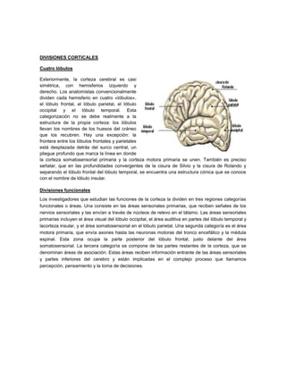 DIVISIONES CORTICALES

Cuatro lóbulos

Exteriormente, la corteza cerebral es casi
simétrica, con hemisferios izquierdo y
derecho. Los anatomistas convencionalmente
dividen cada hemisferio en cuatro «lóbulos»,
el lóbulo frontal, el lóbulo parietal, el lóbulo
occipital y el lóbulo temporal. Esta
categorización no se debe realmente a la
estructura de la propia corteza: los lóbulos
llevan los nombres de los huesos del cráneo
que los recubren. Hay una excepción: la
frontera entre los lóbulos frontales y parietales
está desplazada detrás del surco central, un
pliegue profundo que marca la línea en donde
la corteza somatosensorial primaria y la corteza motora primaria se unen. También es preciso
señalar, que en las profundidades convergentes de la cisura de Silvio y la cisura de Rolando y
separando el lóbulo frontal del lóbulo temporal, se encuentra una estructura cónica que se conoce
con el nombre de lóbulo insular.

Divisiones funcionales
Los investigadores que estudian las funciones de la corteza la dividen en tres regiones categorías
funcionales o áreas. Una consiste en las áreas sensoriales primarias, que reciben señales de los
nervios sensoriales y las envían a través de núcleos de relevo en el tálamo. Las áreas sensoriales
primarias incluyen el área visual del lóbulo occipital, el área auditiva en partes del lóbulo temporal y
lacorteza insular, y el área somatosensorial en el lóbulo parietal. Una segunda categoría es el área
motora primaria, que envía axones hasta las neuronas motoras del tronco encefálico y la médula
espinal. Esta zona ocupa la parte posterior del lóbulo frontal, justo delante del área
somatosensorial. La tercera categoría se compone de las partes restantes de la corteza, que se
denominan áreas de asociación. Estas áreas reciben información entrante de las áreas sensoriales
y partes inferiores del cerebro y están implicadas en el complejo proceso que llamamos
percepción, pensamiento y la toma de decisiones.
 