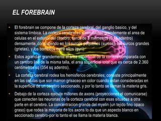 EL FOREBRAIN

• El forebrain se compone de la corteza cerebral, del ganglio basico, y del
  sistema límbica. La corteza cerebral es a convoluted grandemente el area de
  celulas en el exterior del cerebro, cerca de 3 milimetros (0,11 adentro)
  densamente, consistiendo en los surcos pequeños (surcos), los surcos grandes
  (grietas), y los bombeos entre ellos (gyri).
• Estos agrandan grandemente el area superficial de la corteza comparada con
  un cerebro liso de la misma talla, el area superficial total que es cerca de 2.360
  centimetros sq (354 sq adentro).
•    La corteza cerebral rodea los hemisferios cerebrales; consiste principalmente
    en las celulas que son marron grisaceo en color cuando estan consideradas en
    la superficie de un cerebro seccionado, y por lo tanto se llaman la materia gris.
• Debajo de la corteza ejecute millones de axons (proyecciones el comunicarse)
  que conecten las neuronas de la corteza cerebral con esas situadas a otra
  parte en el cerebro. La concentracion grande del myelin (un tejido fino opaco
  graso) que rodea la mayoria de los axons lo da que un aspecto blanco en
  seccionado cerebro-por lo tanto el se llama la materia blanca.
 