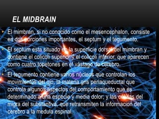 EL MIDBRAIN
• El mimbran, si no conocido como el mesencephalon, consiste
  en dos porciones importantes, el septum y el tegumento.
• El septum esta situado en la superficie dorsal del mimbran y
  contiene el colicoli superior y el colicoli inferior, que aparecen
  como cuatro topetones en el vástago de cerebro.
• El tegumento contiene varios núcleos que controlan los
  movimientos del ojo, la materia gris periaqueductal que
  controla algunos aspectos del comportamiento que es
  determinado a una especie y media dolor; y las células del
  migra del substantiva, que retransmiten la informacion del
  cerebro a la medula espinal.
 