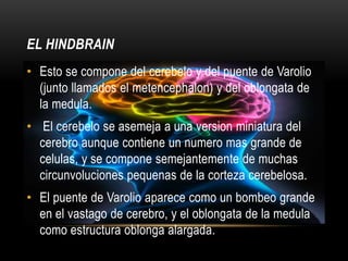 EL HINDBRAIN
• Esto se compone del cerebelo y del puente de Varolio
  (junto llamados el metencephalon) y del oblongata de
  la medula.
• El cerebelo se asemeja a una version miniatura del
  cerebro aunque contiene un numero mas grande de
  celulas, y se compone semejantemente de muchas
  circunvoluciones pequenas de la corteza cerebelosa.
• El puente de Varolio aparece como un bombeo grande
  en el vastago de cerebro, y el oblongata de la medula
  como estructura oblonga alargada.
 