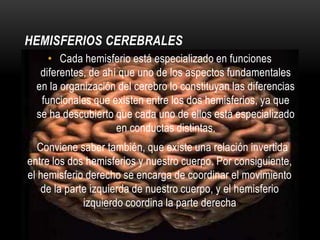 HEMISFERIOS CEREBRALES
     • Cada hemisferio está especializado en funciones
   diferentes, de ahí que uno de los aspectos fundamentales
  en la organización del cerebro lo constituyan las diferencias
   funcionales que existen entre los dos hemisferios, ya que
  se ha descubierto que cada uno de ellos está especializado
                     en conductas distintas.
   Conviene saber también, que existe una relación invertida
entre los dos hemisferios y nuestro cuerpo. Por consiguiente,
el hemisferio derecho se encarga de coordinar el movimiento
    de la parte izquierda de nuestro cuerpo, y el hemisferio
              izquierdo coordina la parte derecha
 