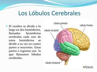Los Lóbulos Cerebrales
 El cerebro se divide a lo
  largo en dos hemisferios,
  llamados      hemisferios
  cerebrales cada uno de
  estos hemisferios se
  divide a su vez en cuatro
  partes o secciones. Estas
  partes o regiones son lo
  que llamamos lóbulos
  cerebrales.
 