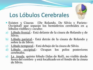 Los Lóbulos Cerebrales
 Existen 3 Cisuras       (De Rolando, De Silvio y Parieto-
  Occipital) que separan los hemisferios cerebrales en 4
  lóbulos visibles y 1 oculto:
a) Lóbulo frontal.- Está delante de la cisura de Rolando y de
    Silvio.
b) Lóbulo parietal.- Está detrás de la cisura de Rolando y
    sobre la de Silvio.
c) Lóbulo temporal.- Está debajo de la cisura de Silvio.
d) Lóbulo occipital.- Ocupan los polos posteriores
    cerebrales.
e) La ínsula, quinto lóbulo (Islas de Reil), no visible desde
    fuera del cerebro y está localizado en el fondo de la cisura
    de Silvio.
 