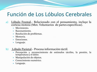 Función de Los Lóbulos Cerebrales
a)   Lóbulo Frontal.- Relacionado con el pensamiento, incluye la
     corteza motora (Mov. Voluntarios de partes específicas).
         Movimiento.
         Razonamiento.
         Resolución de problemas.
         Memoria.
         Emociones.
         Lenguaje.

b)   Lóbulo Parietal.- Procesa información táctil.
         Percepción y reconocimiento de estímulos táctiles, la presión, la
          temperatura y el dolor.
         Manipulación de objetos.
         Conocimiento numérico.
         Lenguaje.
 