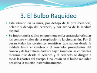 3. El Bulbo Raquídeo
 Está situado en la nuca, por debajo de la protuberancia,
  delante y debajo del cerebelo, y por arriba de la medula
  espinal.
 Su importancia radica en que tiene en la sustancia reticular
  los centros vitales de la respiración y la circulación. Por él
  pasan todas las corrientes sensitivas que suben desde la
  médula hasta el cerebro y el cerebelo, procedentes del
  tronco y de las extremidades y bajan también las corrientes
  motoras que desde el cerebro y el cerebelo se dirigen a
  todas las partes del cuerpo. Una lesión en el bulbo raquídeo
  ocasiona la muerte instantáneamente.
 