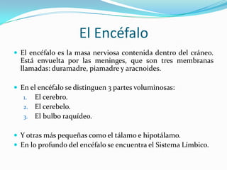 El Encéfalo
 El encéfalo es la masa nerviosa contenida dentro del cráneo.
  Está envuelta por las meninges, que son tres membranas
  llamadas: duramadre, piamadre y aracnoides.

 En el encéfalo se distinguen 3 partes voluminosas:
   1. El cerebro.
   2. El cerebelo.
   3. El bulbo raquídeo.


 Y otras más pequeñas como el tálamo e hipotálamo.
 En lo profundo del encéfalo se encuentra el Sistema Límbico.
 
