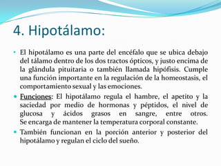 4. Hipotálamo:
• El hipotálamo es una parte del encéfalo que se ubica debajo
  del tálamo dentro de los dos tractos ópticos, y justo encima de
  la glándula pituitaria o también llamada hipófisis. Cumple
  una función importante en la regulación de la homeostasis, el
  comportamiento sexual y las emociones.
 Funciones: El hipotálamo regula el hambre, el apetito y la
  saciedad por medio de hormonas y péptidos, el nivel de
  glucosa y ácidos grasos en sangre, entre otros.
  Se encarga de mantener la temperatura corporal constante.
 También funcionan en la porción anterior y posterior del
  hipotálamo y regulan el ciclo del sueño.
 