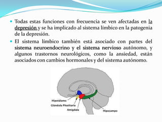  Todas estas funciones con frecuencia se ven afectadas en la
  depresión y se ha implicado al sistema límbico en la patogenia
  de la depresión.
 El sistema límbico también está asociado con partes del
  sistema neuroendocrino y el sistema nervioso autónomo, y
  algunos trastornos neurológicos, como la ansiedad, están
  asociados con cambios hormonales y del sistema autónomo.
 