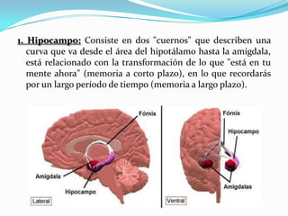 1. Hipocampo: Consiste en dos "cuernos" que describen una
   curva que va desde el área del hipotálamo hasta la amígdala,
   está relacionado con la transformación de lo que "está en tu
   mente ahora" (memoria a corto plazo), en lo que recordarás
   por un largo período de tiempo (memoria a largo plazo).
 