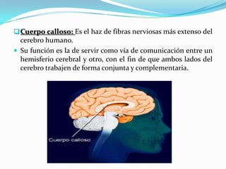  Cuerpo calloso: Es el haz de fibras nerviosas más extenso del
  cerebro humano.
 Su función es la de servir como vía de comunicación entre un
  hemisferio cerebral y otro, con el fin de que ambos lados del
  cerebro trabajen de forma conjunta y complementaria.
 