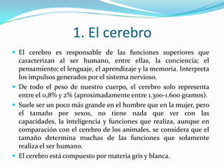 1. El cerebro
 El cerebro es responsable de las funciones superiores que
  caracterizan al ser humano, entre ellas, la conciencia; el
  pensamiento; el lenguaje, el aprendizaje y la memoria. Interpreta
  los impulsos generados por el sistema nervioso.
 De todo el peso de nuestro cuerpo, el cerebro solo representa
  entre el 0,8% y 2% (aproximadamente entre 1.300-1.600 gramos).
 Suele ser un poco más grande en el hombre que en la mujer, pero
  el tamaño por sexos, no tiene nada que ver con las
  capacidades, la inteligencia y funciones que realiza, aunque en
  comparación con el cerebro de los animales, se considera que el
  tamaño determina muchas de las funciones que solamente
  realiza el ser humano.
 El cerebro está compuesto por materia gris y blanca.
 