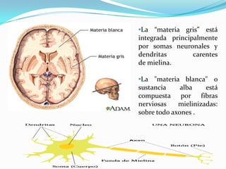 •La “materia gris” está
integrada principalmente
por somas neuronales y
dendritas        carentes
de mielina.

•La "materia blanca" o
sustancia     alba    está
compuesta por fibras
nerviosas    mielinizadas:
sobre todo axones .
 