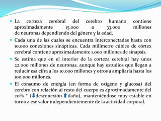  La   corteza cerebral del cerebro humano contiene
  aproximadamente            15.000      a      33.000        millones
  de neuronas dependiendo del género y la edad.
 Cada una de las cuales se encuentra interconectadas hasta con
  10.000 conexiones sinápticas. Cada milímetro cúbico de córtex
  cerebral contiene aproximadamente 1.000 millones de sinapsis.
 Se estima que en el interior de la corteza cerebral hay unos
  22.000 millones de neuronas, aunque hay estudios que llegan a
  reducir esa cifra a los 10.000 millones y otros a ampliarla hasta los
  100.000 millones.
 El consumo de energía (en forma de oxígeno y glucosa) del
  cerebro con relación al resto del cuerpo es aproximadamente del
  20% * ( desconexión- daño), manteniéndose muy estable en
  torno a ese valor independientemente de la actividad corporal.
 