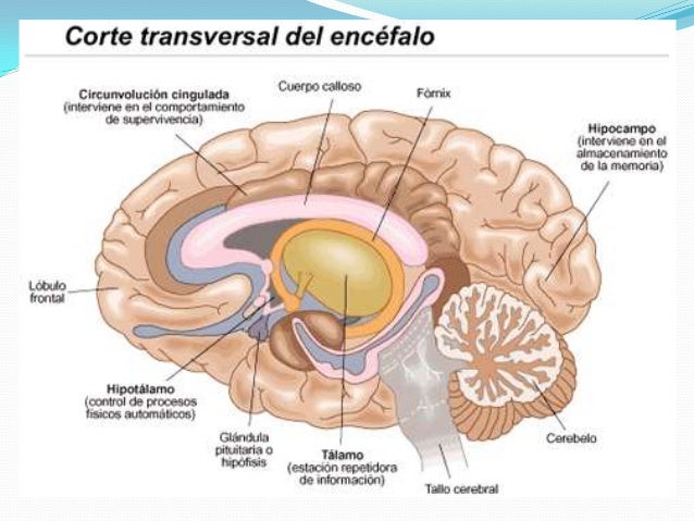 El encefalo, sus partes y funciones