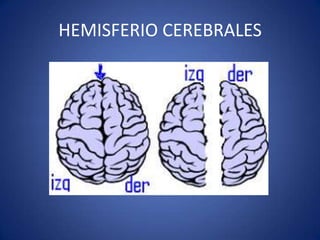 HEMISFERIO CEREBRALES

 