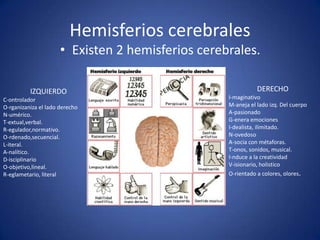 Hemisferios cerebrales
• Existen 2 hemisferios cerebrales.
IZQUIERDO
C-ontrolador
O-rganizaniza el lado derecho
N-umérico.
T-extual,verbal.
R-egulador,normativo.
O-rdenado,secuencial.
L-iteral.
A-nalítico.
D-isciplinario
O-objetivo,lineal.
R-eglametario, literal

DERECHO
I-maginativo
M-aneja el lado izq. Del cuerpo
A-pasionado
G-enera emociones
I-dealista, ilimitado.
N-ovedoso
A-socia con métaforas.
T-onos, sonidos, musical.
I-nduce a la creatividad
V-isionario, holistico
O-rientado a colores, olores.

 
