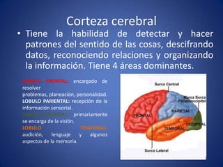 Corteza cerebral

• Tiene la habilidad de detectar y hacer
patrones del sentido de las cosas, descifrando
datos, reconociendo relaciones y organizando
la información. Tiene 4 áreas dominantes.
LOBULO FRONTAL: encargado de
resolver
problemas, planeación, personalidad.
LOBULO PARIENTAL: recepción de la
información sensorial.
LOBULO OCCIPITAL: primariamente
se encarga de la visión.
LOBULO
TEMPORAL:
audición, lenguaje y algunos
aspectos de la memoria.

 