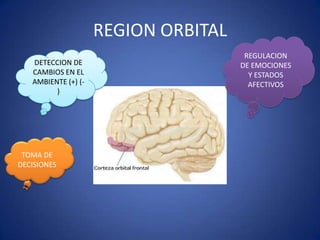REGION ORBITAL
DETECCION DE
CAMBIOS EN EL
AMBIENTE (+) ()

TOMA DE
DECISIONES

REGULACION
DE EMOCIONES
Y ESTADOS
AFECTIVOS

 