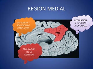 REGION MEDIAL
DETECCION Y
SOLUCION DE
CONFLICTOS

REGULACION
DE LA
AGRESION

REGULACION
Y ESFUERZO
ATENCIONAL

 