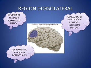 REGION DORSOLATERAL
MEMORIA DE
TRABAJO Y
FLEXIBILIDAD
MENTAL

REGULACION DE
FUNCIONES
INTELECTUALES

PLANEACION, OR
GANIZACIÓN Y
EJECUCION
SECUENCIAL
MOTORA

 