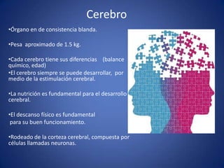 Cerebro
•Órgano en de consistencia blanda.
•Pesa aproximado de 1.5 kg.
•Cada cerebro tiene sus diferencias (balance
químico, edad)
•El cerebro siempre se puede desarrollar, por
medio de la estimulación cerebral.
•La nutrición es fundamental para el desarrollo
cerebral.
•El descanso físico es fundamental
para su buen funcionamiento.

•Rodeado de la corteza cerebral, compuesta por
células llamadas neuronas.

 