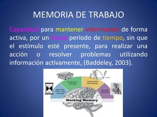 MEMORIA DE TRABAJO
Capacidad para mantener información de forma
activa, por un breve periodo de tiempo, sin que
el estímulo esté presente, para realizar una
acción o resolver problemas utilizando
información activamente, (Baddeley, 2003).

 