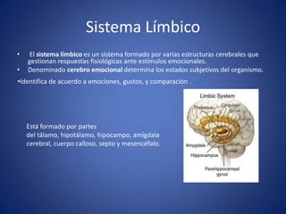 Sistema Límbico
•

•

El sistema límbico es un sistema formado por varias estructuras cerebrales que
gestionan respuestas fisiológicas ante estímulos emocionales.
Denominado cerebro emocional determina los estados subjetivos del organismo.

•Identifica de acuerdo a emociones, gustos, y comparación .

Está formado por partes
del tálamo, hipotálamo, hipocampo, amígdala
cerebral, cuerpo calloso, septo y mesencéfalo.

 