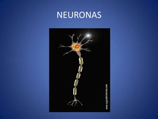 NEURONAS

 