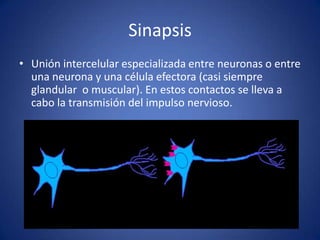 Sinapsis
• Unión intercelular especializada entre neuronas o entre
una neurona y una célula efectora (casi siempre
glandular o muscular). En estos contactos se lleva a
cabo la transmisión del impulso nervioso.

 