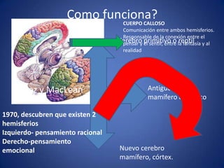 Como funciona?
CUERPO CALLOSO
Comunicación entre ambos hemisferios.
Responsable de la conexión entre el
Cerebro el sentir, entre la fantasía y al
pensar y primitivo o reptil
realidad

Papez y MacLean
1970, descubren que existen 2
hemisferios
Izquierdo- pensamiento racional
Derecho-pensamiento
emocional

Antiguo cerebro
mamífero o límbico

Nuevo cerebro
mamífero, córtex.

 