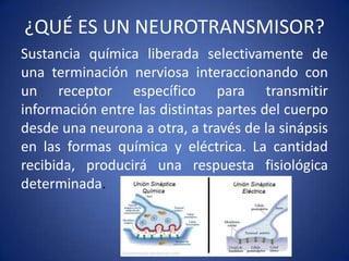 ¿QUÉ ES UN NEUROTRANSMISOR?
Sustancia química liberada selectivamente de
una terminación nerviosa interaccionando con
un receptor específico para transmitir
información entre las distintas partes del cuerpo
desde una neurona a otra, a través de la sinápsis
en las formas química y eléctrica. La cantidad
recibida, producirá una respuesta fisiológica
determinada.

 
