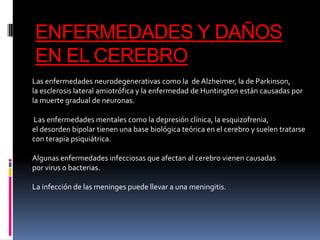ENFERMEDADES Y DAÑOS
EN EL CEREBRO
Las enfermedades neurodegenerativas como la de Alzheimer, la de Parkinson,
la esclerosis lateral amiotrófica y la enfermedad de Huntington están causadas por
la muerte gradual de neuronas.
Las enfermedades mentales como la depresión clínica, la esquizofrenia,
el desorden bipolar tienen una base biológica teórica en el cerebro y suelen tratarse
con terapia psiquiátrica.

Algunas enfermedades infecciosas que afectan al cerebro vienen causadas
por virus o bacterias.
La infección de las meninges puede llevar a una meningitis.

 