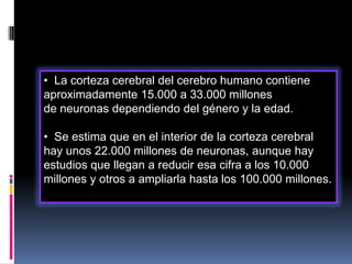 • La corteza cerebral del cerebro humano contiene
aproximadamente 15.000 a 33.000 millones
de neuronas dependiendo del género y la edad.
• Se estima que en el interior de la corteza cerebral
hay unos 22.000 millones de neuronas, aunque hay
estudios que llegan a reducir esa cifra a los 10.000
millones y otros a ampliarla hasta los 100.000 millones.

 