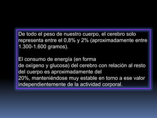De todo el peso de nuestro cuerpo, el cerebro solo
representa entre el 0,8% y 2% (aproximadamente entre
1.300-1.600 gramos).
El consumo de energía (en forma
de oxígeno y glucosa) del cerebro con relación al resto
del cuerpo es aproximadamente del
20%, manteniéndose muy estable en torno a ese valor
independientemente de la actividad corporal.

 