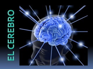 El cerebro y mas