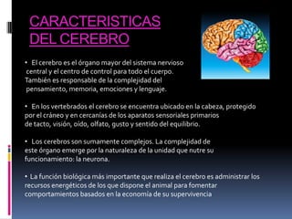 CARACTERISTICAS
DEL CEREBRO
• El cerebro es el órgano mayor del sistema nervioso
central y el centro de control para todo el cuerpo.
También es responsable de la complejidad del
pensamiento, memoria, emociones y lenguaje.

• En los vertebrados el cerebro se encuentra ubicado en la cabeza, protegido
por el cráneo y en cercanías de los aparatos sensoriales primarios
de tacto, visión, oído, olfato, gusto y sentido del equilibrio.
• Los cerebros son sumamente complejos. La complejidad de
este órgano emerge por la naturaleza de la unidad que nutre su
funcionamiento: la neurona.
• La función biológica más importante que realiza el cerebro es administrar los
recursos energéticos de los que dispone el animal para fomentar
comportamientos basados en la economía de su supervivencia

 