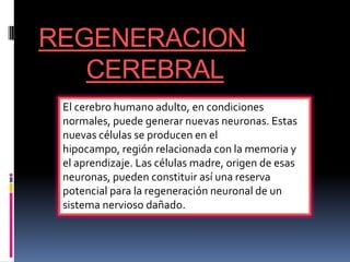 REGENERACION
CEREBRAL
El cerebro humano adulto, en condiciones
normales, puede generar nuevas neuronas. Estas
nuevas células se producen en el
hipocampo, región relacionada con la memoria y
el aprendizaje. Las células madre, origen de esas
neuronas, pueden constituir así una reserva
potencial para la regeneración neuronal de un
sistema nervioso dañado.

 