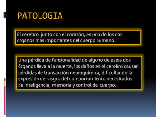 PATOLOGIA
El cerebro, junto con el corazón, es uno de los dos
órganos más importantes del cuerpo humano.

Una pérdida de funcionalidad de alguno de estos dos
órganos lleva a la muerte, los daños en el cerebro causan
pérdidas de transacción neuroquímica, dificultando la
expresión de rasgos del comportamiento necesitados
de inteligencia, memoria y control del cuerpo.

 