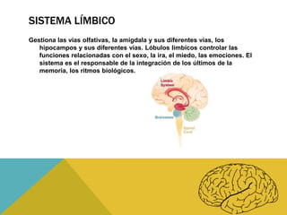 SISTEMA LÍMBICO
Gestiona las vías olfativas, la amígdala y sus diferentes vías, los
hipocampos y sus diferentes vías. Lóbulos límbicos controlar las
funciones relacionadas con el sexo, la ira, el miedo, las emociones. El
sistema es el responsable de la integración de los últimos de la
memoria, los ritmos biológicos.

 